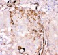 Anti-Gelsolin Picoband Antibody